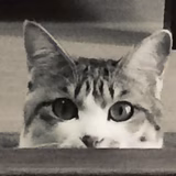ミミキャット