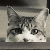 ミミキャット