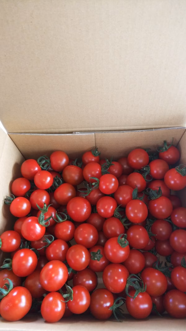 普通の？私としては当たり前に育てているミニトマトです（品種キャロルパッション）。