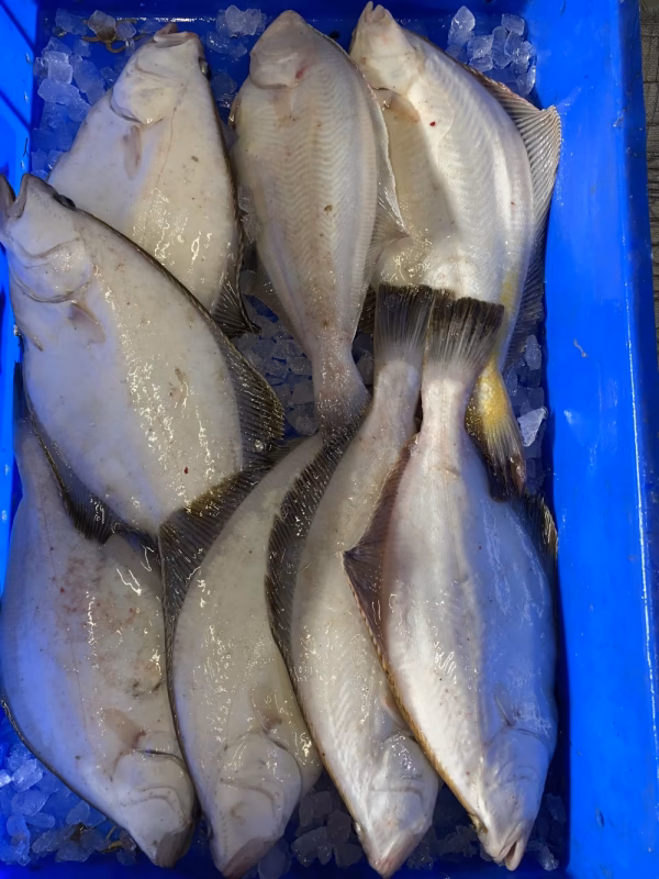 14日水揚げ‼️活〆宗八カレイ&ナメタセット‼️小分けあり