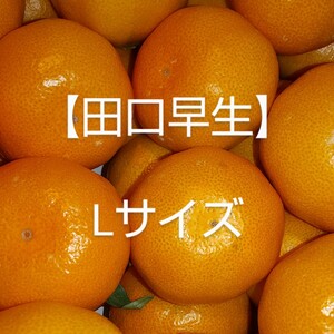 Lサイズ 和歌山生まれの早生みかん【田口早生】