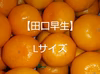 Lサイズ 和歌山生まれの早生みかん【田口早生】      