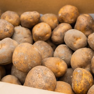 【ホクホク系・じゃがバター最高！】じゃがいもキタアカリ 5㎏