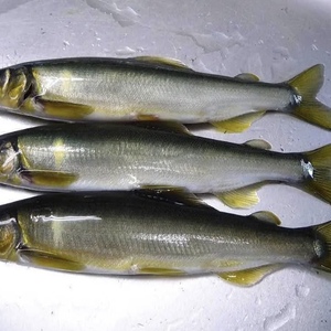 地下水育ち　冷凍鮎　50g