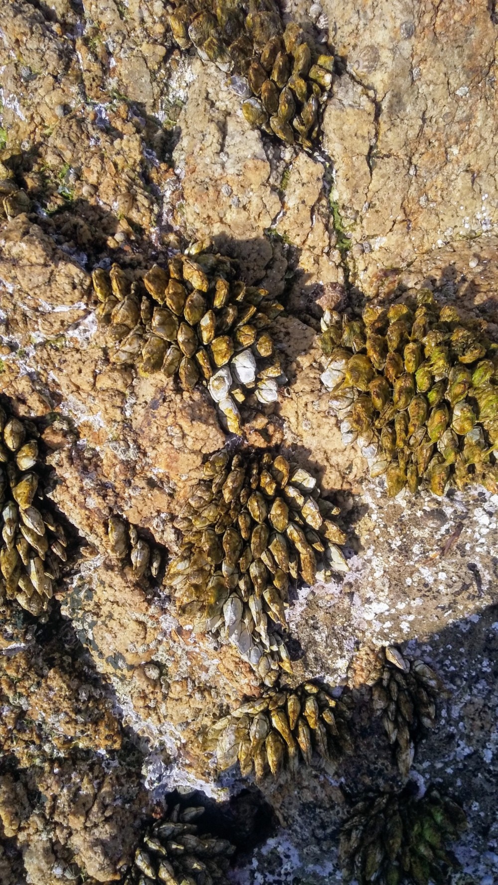 魚介ふしぎ発見 謎のタグ 貝とか のたしなみ 農家漁師から産地直送の通販 ポケットマルシェ