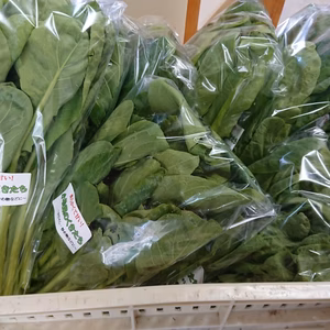 春の味わい‼️小松菜のくきたち 茎が太いのに柔らかく甘い❗即発送、送料無料