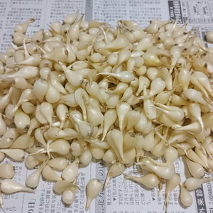 石垣島産 島らっきょう750g 小ぶり実のみ(農薬･化学肥料不使用)