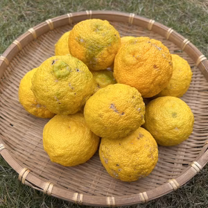 (加工用)福島県矢祭町産ゆず　農薬・化学肥料不使用
