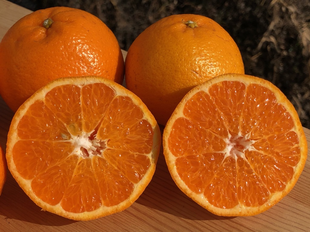 極味イチバン!黒潮はるみ 2kg(箱込み)