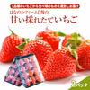 新鮮な朝摘みいちご　甘さと香りのハーモニー♪2種類or４種類いちご食べ比べセット