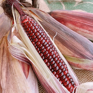 もちもち新食感のとうもろこし！「もちもち太郎パープル」6本