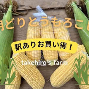 この夏最後の【訳ありお買い得】甘さ広がるジューシーコーン！朝採れとうもろこし