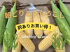 この夏最後の【訳ありお買い得】甘さ広がるジューシーコーン！朝採れとうもろこし