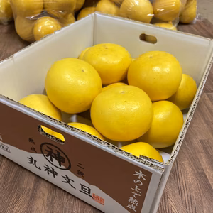 丸神文旦 お徳用 約5キロ 小玉 12玉