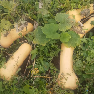 業務用バターナッツかぼちゃ（北海道産・飲食店向け）