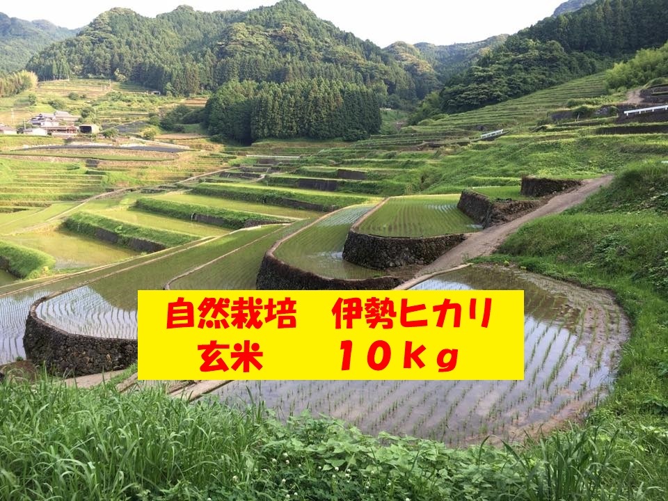 農家直送!無農薬!自然栽培!30年度佐賀県産!「伊勢ヒカリ」玄米１０ｋｇ-