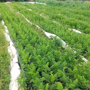 自然栽培の人参2kg