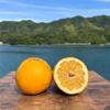 紅河内晩柑&甘夏　栽培期間中に農薬、化学肥料不使用 柑橘セット【柑橘食べ比べ】