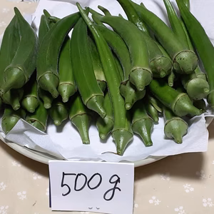 かまちゃん農園の「丸＆角オクラのセット❕」2セット限定‼