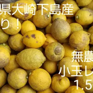 【小玉！訳あり品】農薬・ワックス等不使用 ほのかに甘味も感じるレモン1.5キロ