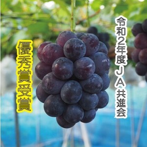 R2年度JA共進会優秀賞受賞!!岡山県産ピオーネ