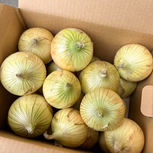 淡路島新玉ねぎ3キロ、ミニサイズ玉ねぎ