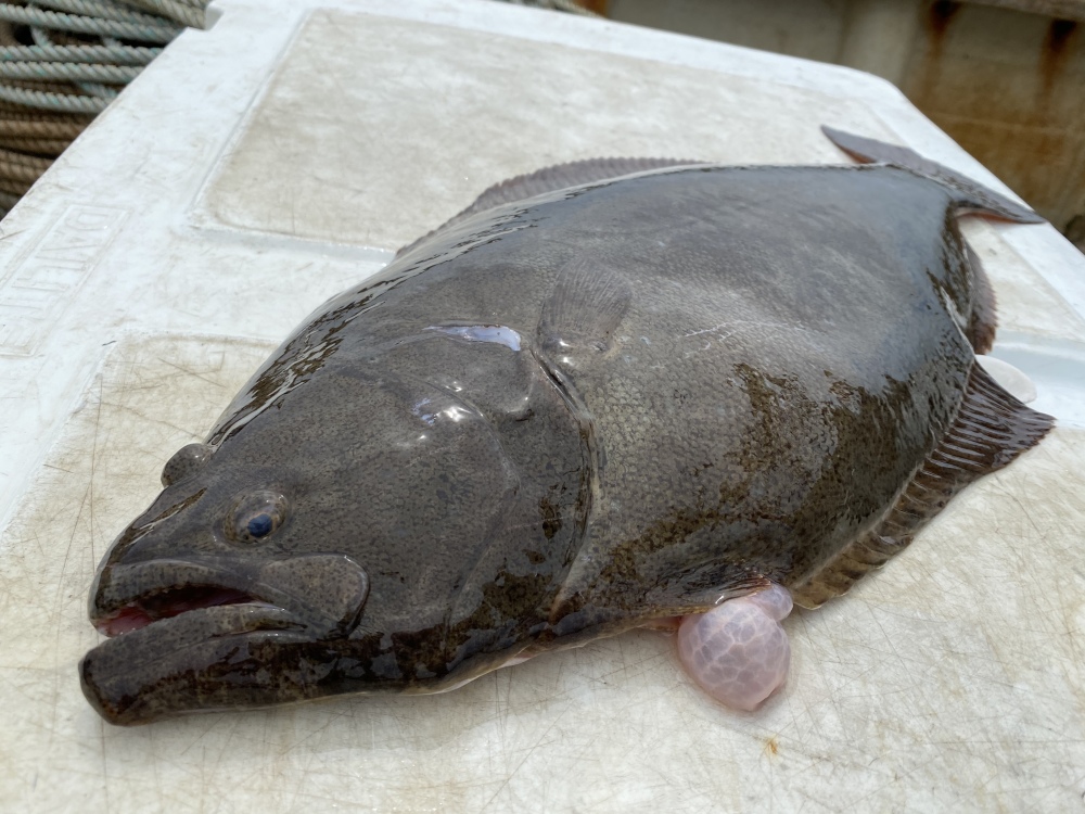 お一人様限定 高級魚 天然ヒラメ 農家漁師から産地直送の通販 ポケットマルシェ