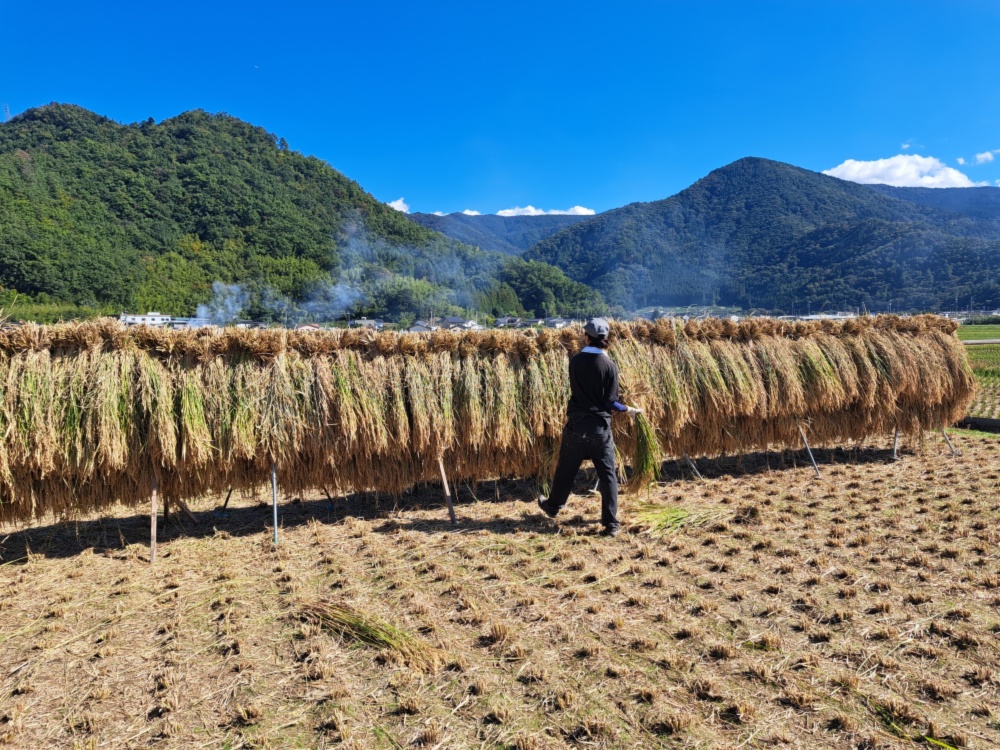 こだわりの天日干はざかけ米 令和五年餅米 長野県