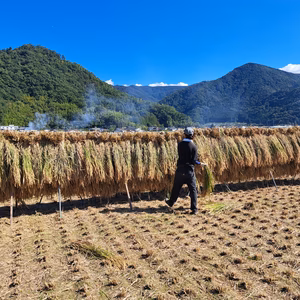 令和6年産 信州千曲産「里田のはぜかけ米」（化学肥料・農薬不使用）