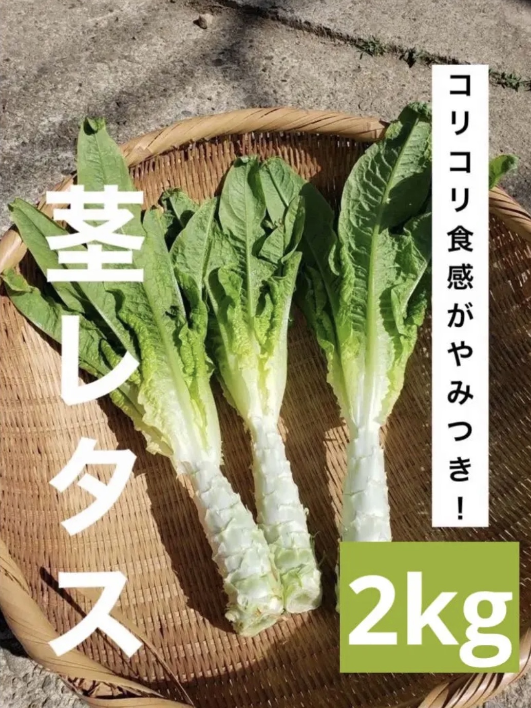 茎レタスの産直通販・お取り寄せ商品｜ポケットマルシェ｜産地