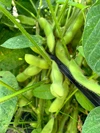 【再販】無農薬・化学肥料不使用　えだ豆７５０ｇ＆ミニトマト＆ブルーベリー