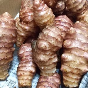 菊芋（きくいも）〜泥付きで送ります〜