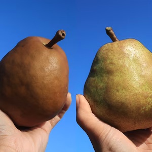 希少!! 高糖度な洋梨 メロウリッチとラフランス 2kg 6〜8玉 ギフトにも