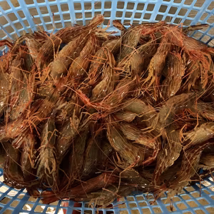 北海道産シマエビ　冷凍　大サイズ