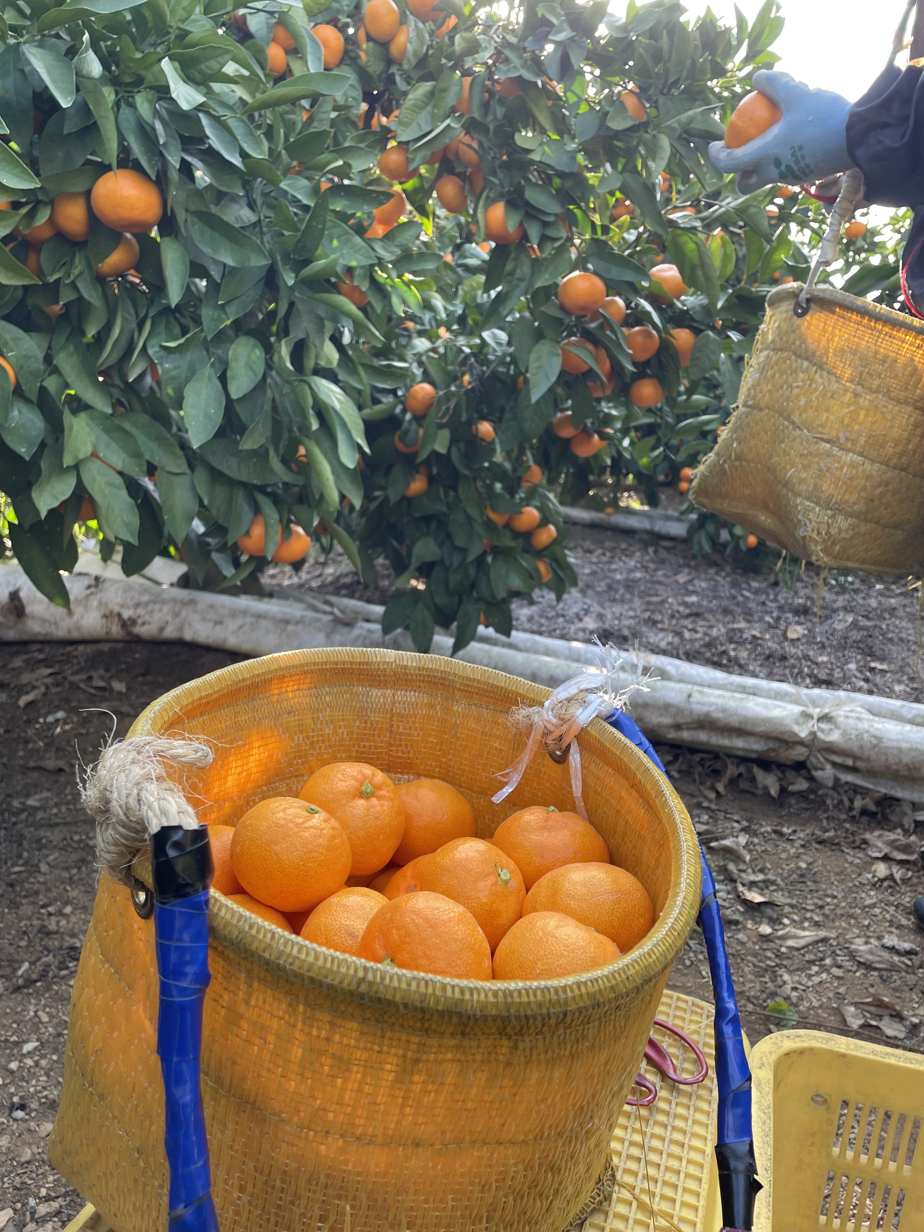 みかん ◇ポッカSP つぶたっぷり贅沢みかん 400g【24個セット】:サンドラッグe