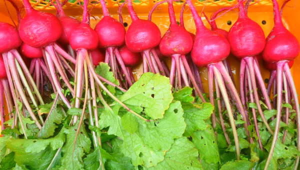 赤＆白＊こかぶ!パワーで、身体もスッキリ！～農薬/化学肥料・不使用