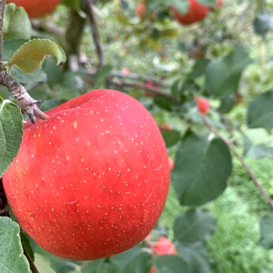 【早生ふじ】シャキ甘・ジューシー家庭用
