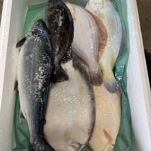 本日水揚げ❗️鮮魚ガチャ❗️ちょこっとセット