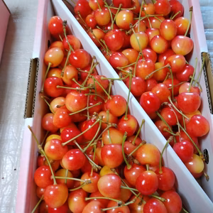 希少品種　訳あり　南陽　さくらんぼ　 1キロバラ詰