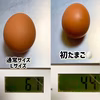 ★期間限定特売★【赤卵・初たまご】『黒麴』育ちの鶏の初たまご