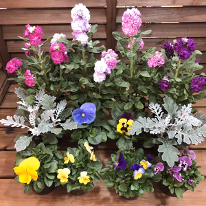 花壇　寄せ植え　12ポットお楽しみミックスセット