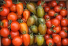 ■有機栽培■採れすぎ困ってます！送料一律甘さあふれるニセコトマトMIX