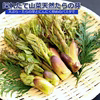 採れたて山菜「天然タラの芽200g 」天ぷら・パスタ等で　4/21発送します