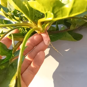 赤根ほうれん草　自然栽培　自家採種　固定種