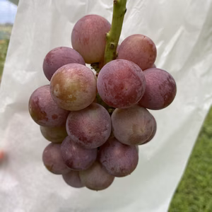 岡山県産　安芸クイーン　（2〜3房）　1k箱【常温】