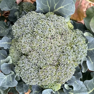 富士山麓の野菜セット