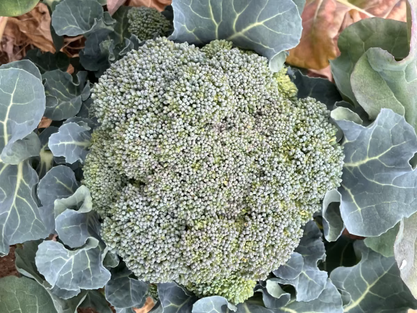 富士山麓の野菜セット