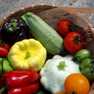 栄養たっぷり！初夏の旬野菜丸ごと堪能セット【10品目プラス】