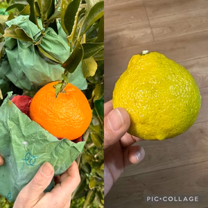 有機JAS『年越しはるみ』と『はるか』