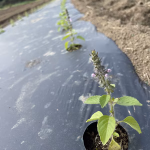 お花のところ詰め合わせ。ホーリーバジルとタイバジルと。